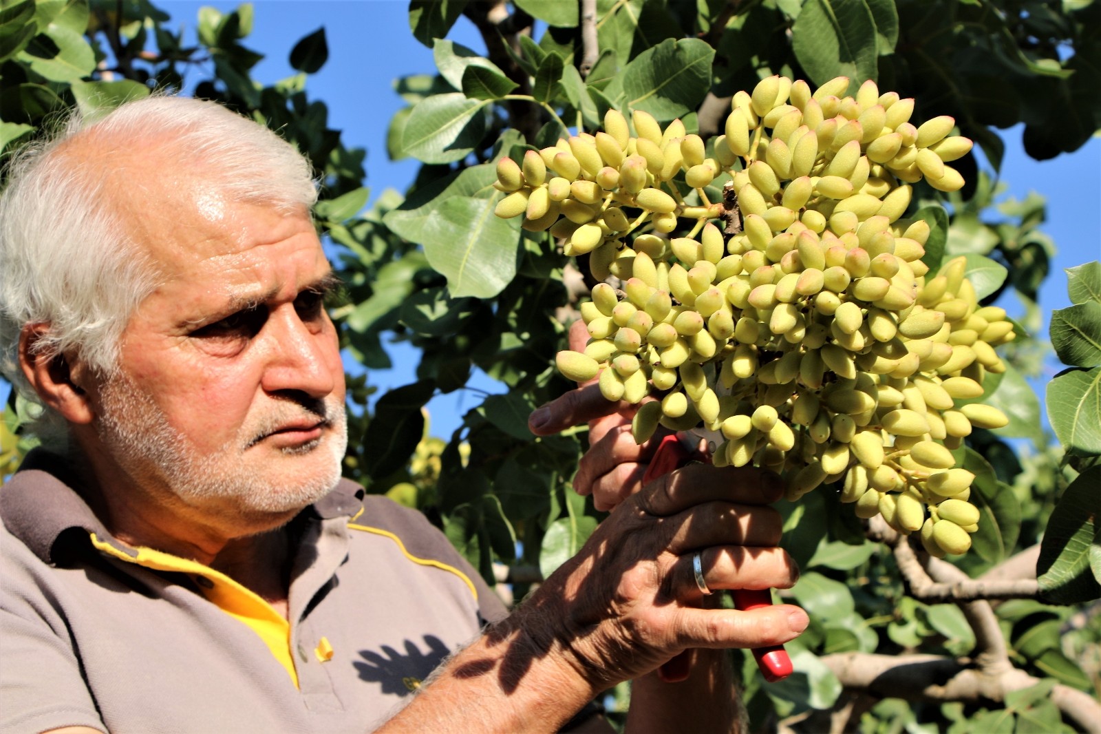 26 yıl önce hobi olarak diktiği fıstık ağaçları gelir kaynağı oldu