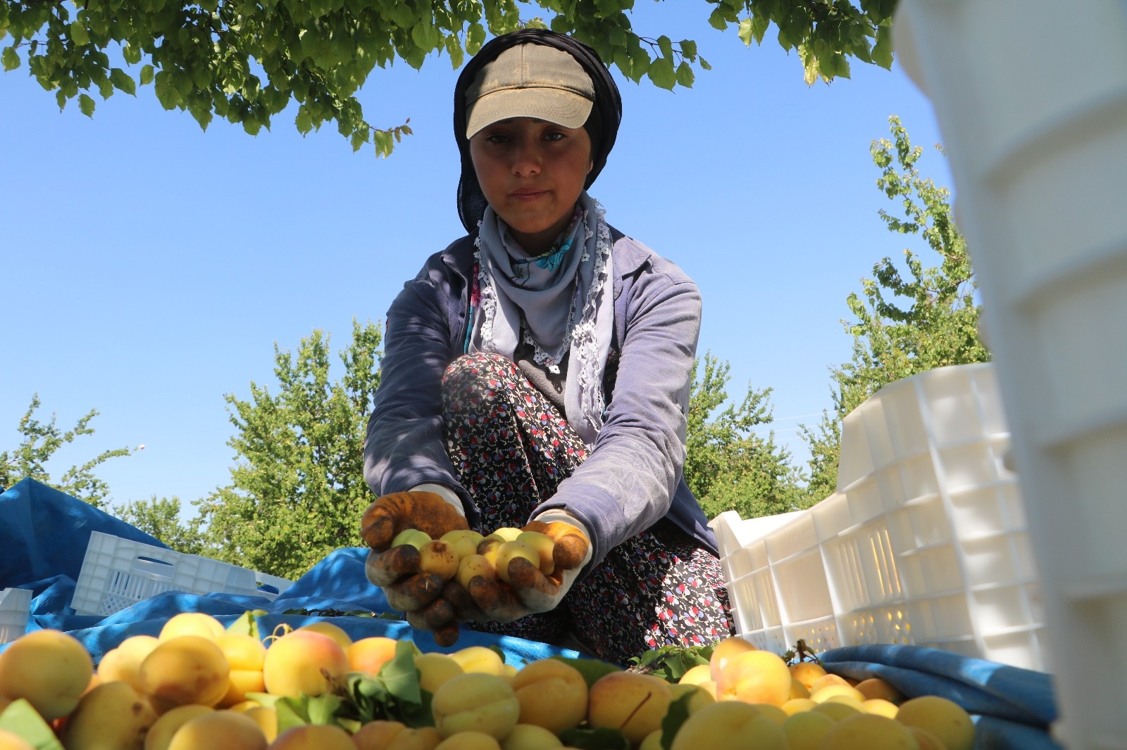 Malatyalılardan "kayısı bizim" tepkisi