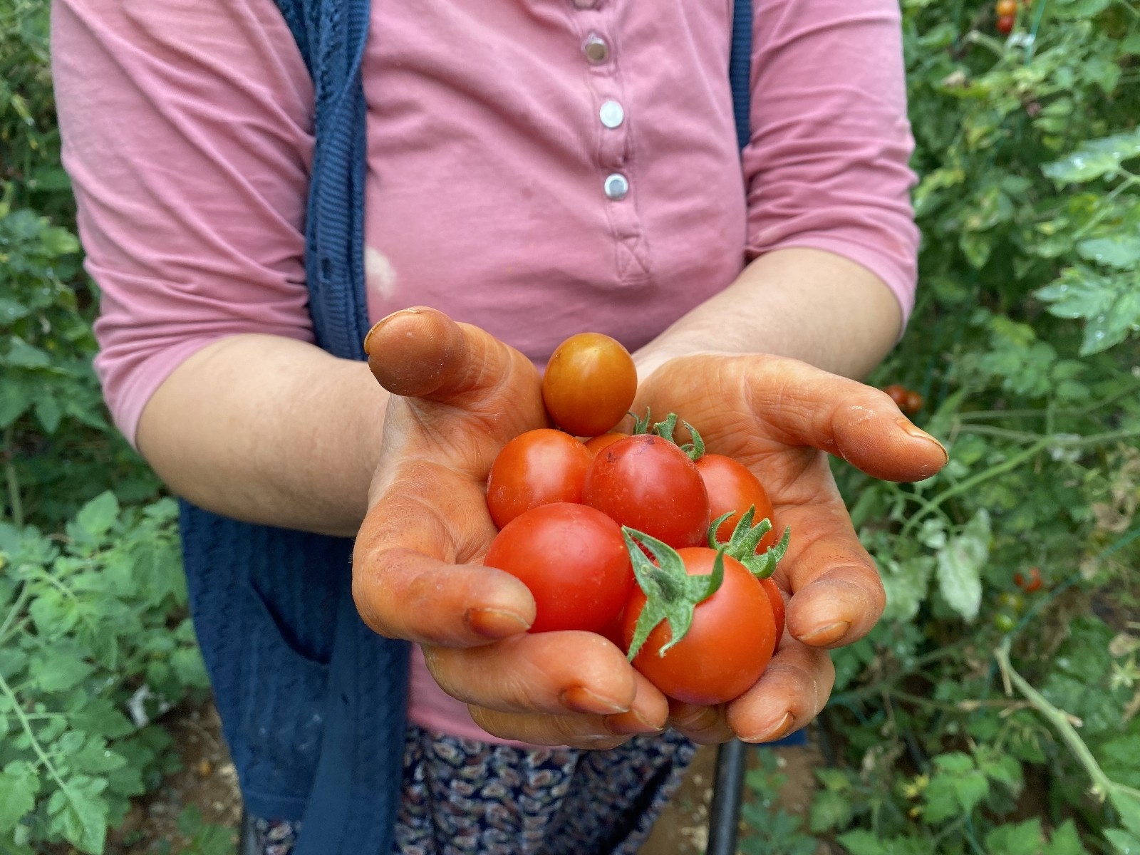 Domates fiyat endeksi geçen yılın Ağustos ayına göre yüzde 75.93 arttı