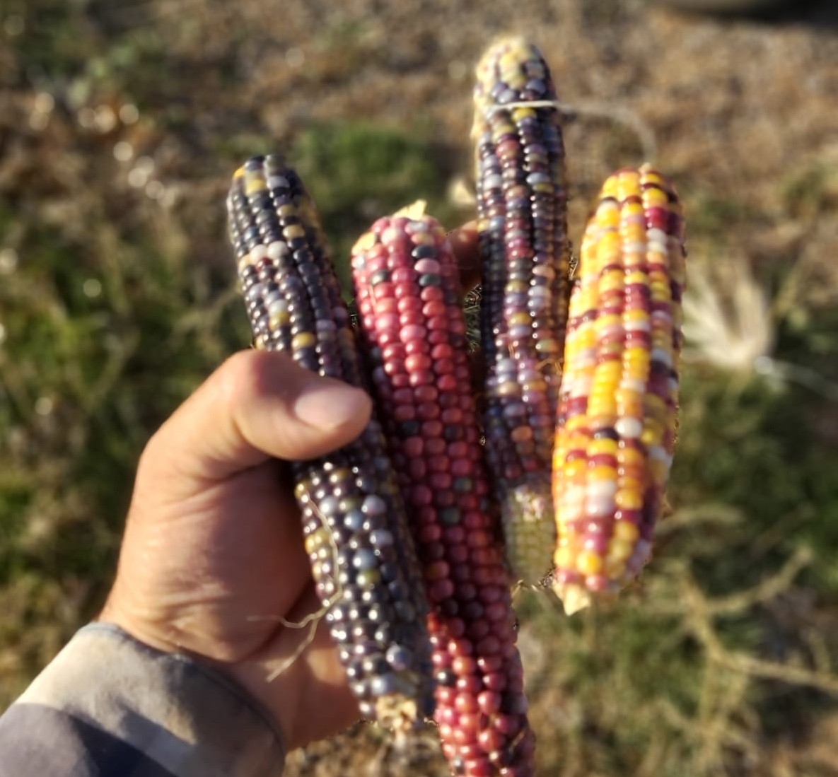 Rengarenk mısırlar görenleri şaşırtıyor