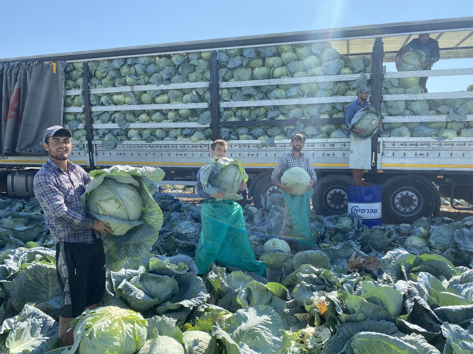 Niğde’de beyaz lahana hasadı başladı