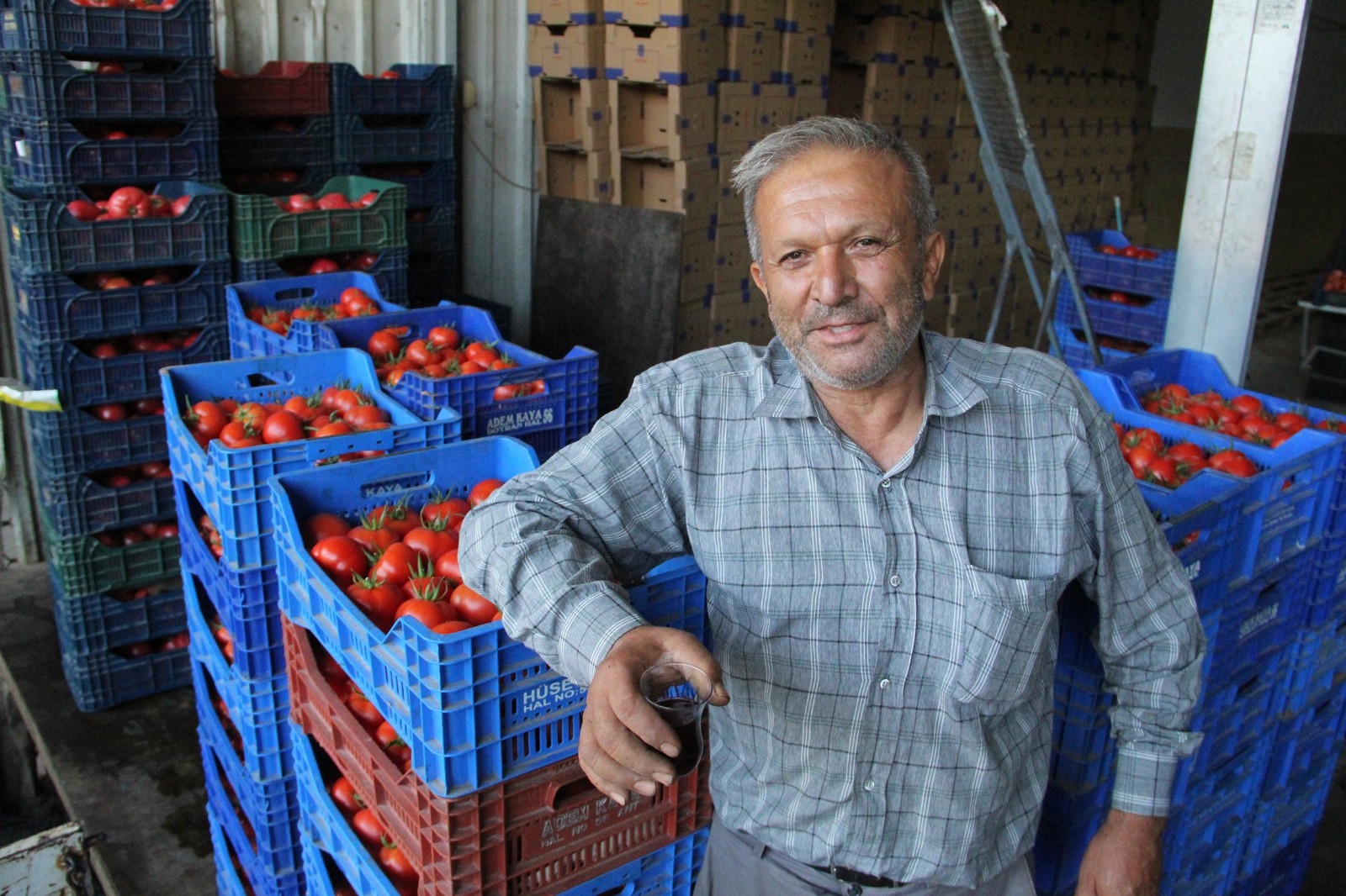 Antalya’da domates ve biber üreticisinde Rusya sevinci