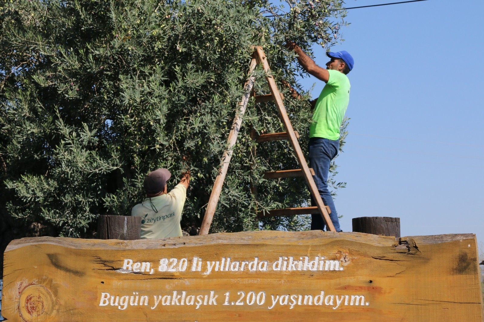 (Özel) Bin 200 yaşındaki zeytin ağacından kasa kasa zeytin hasatı