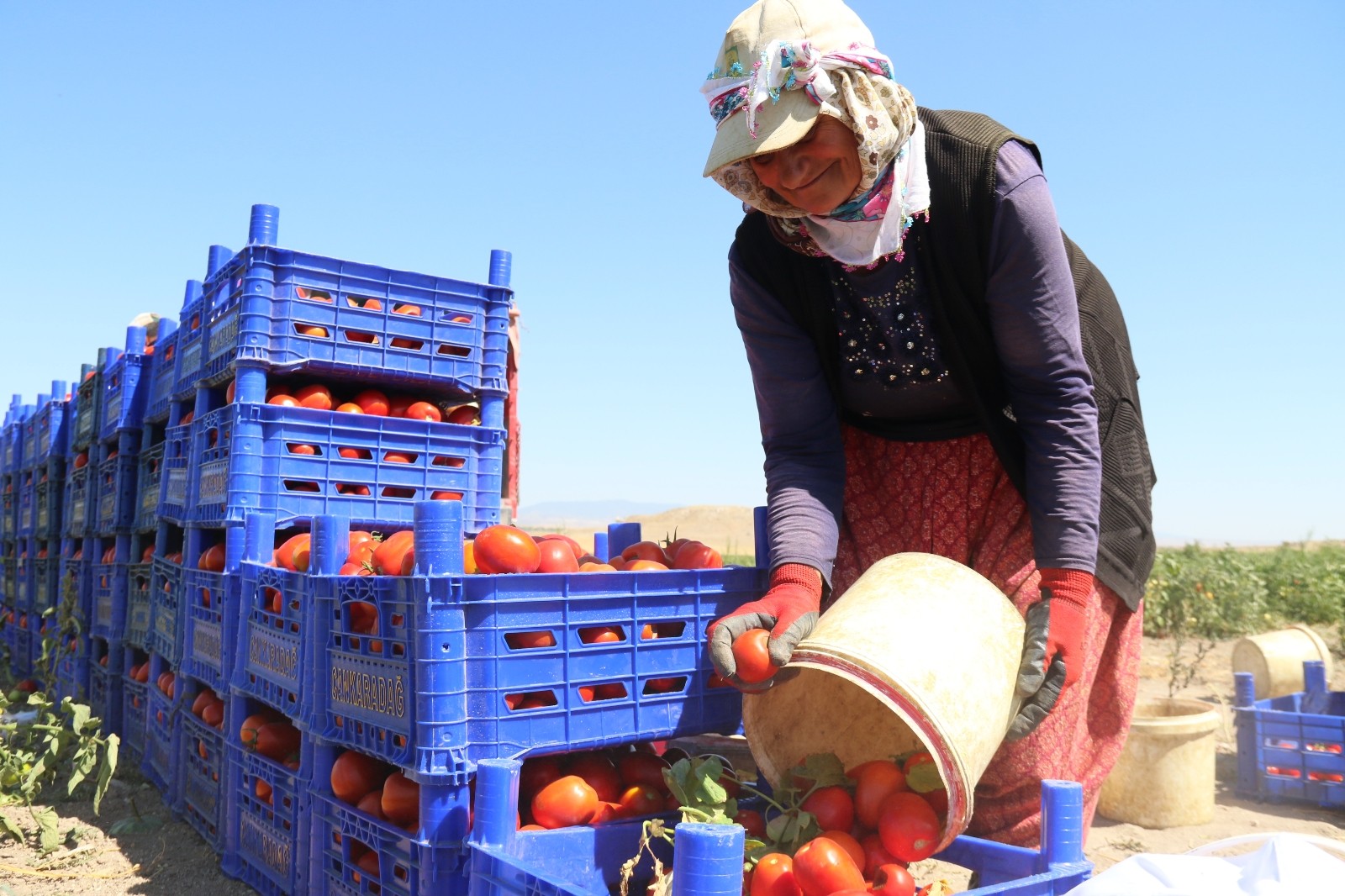 (ÖZEL) Domateste yüksek verim tezgahtaki fiyatı düşürmedi