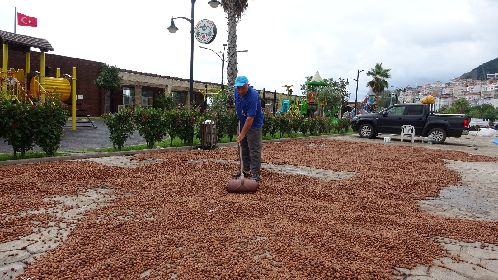Giresun’da kabuklu tombul fındığın fiyatı düşmeye devam ediyor