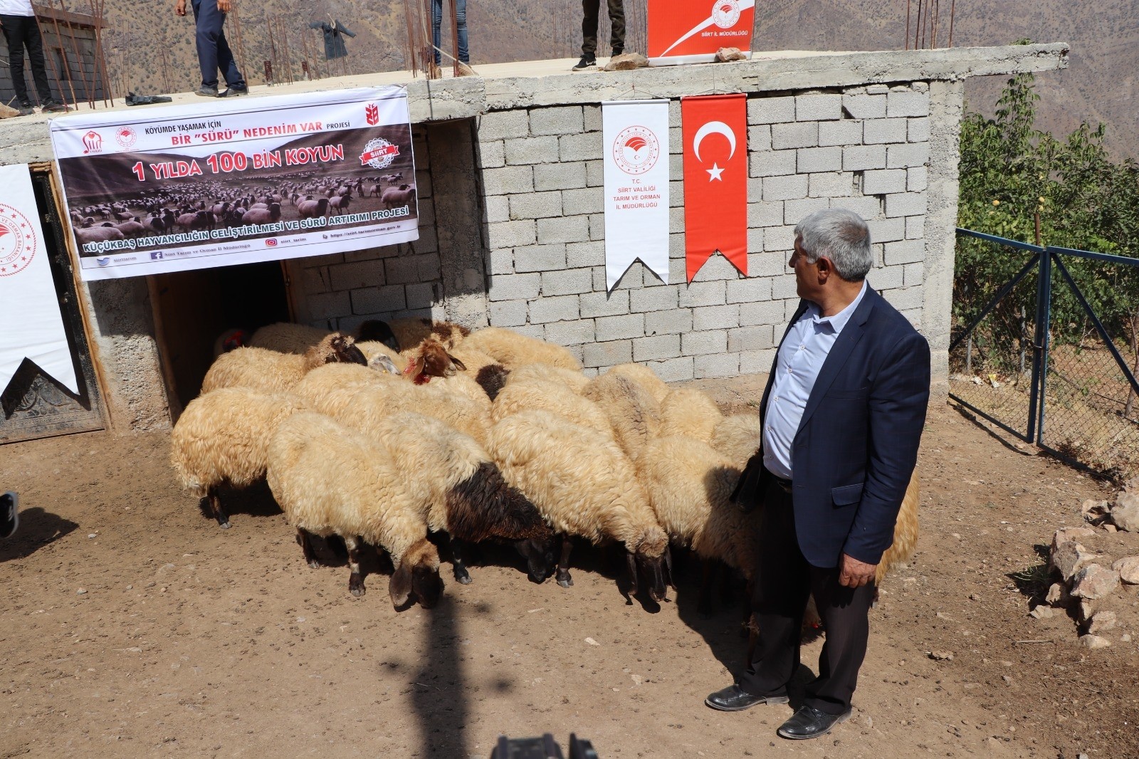 Siirt’te çiftçilere koyun dağıtıldı
