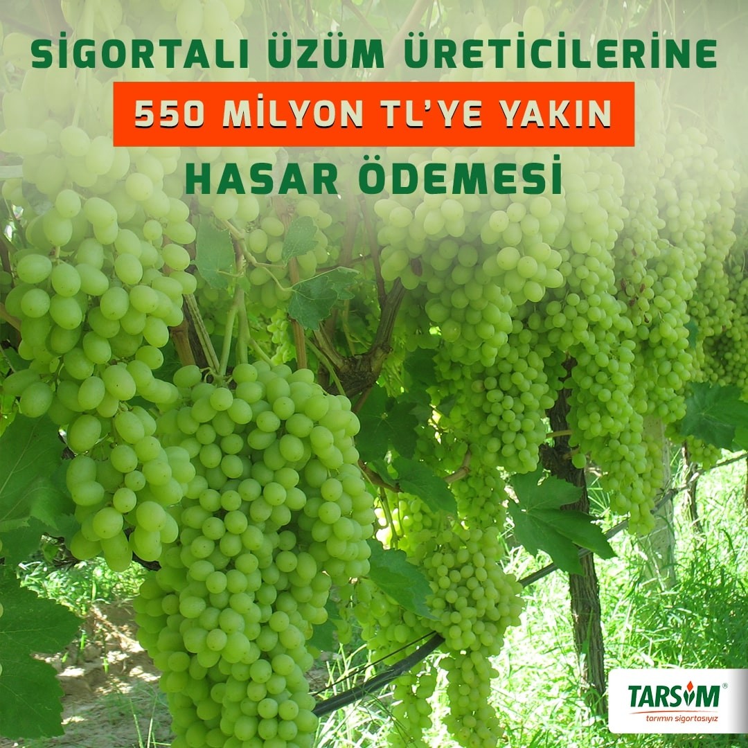 TARSİM’den sigortalı üzüm üreticilerine 550 milyon TL’ye yakın hasar ödemesi