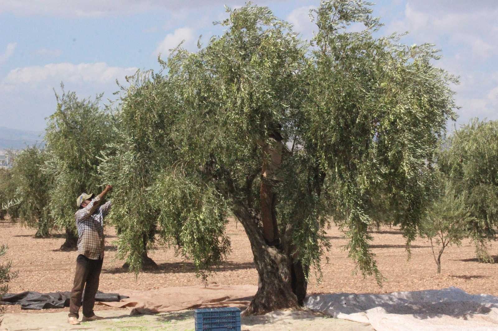 Kilis’te erken zeytin hasadı ile zeytinyağı üretimi de başladı