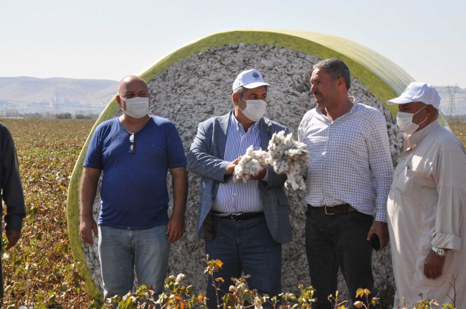 Haran Ovası’nda pamuk üreticisi altın yılını yaşıyor