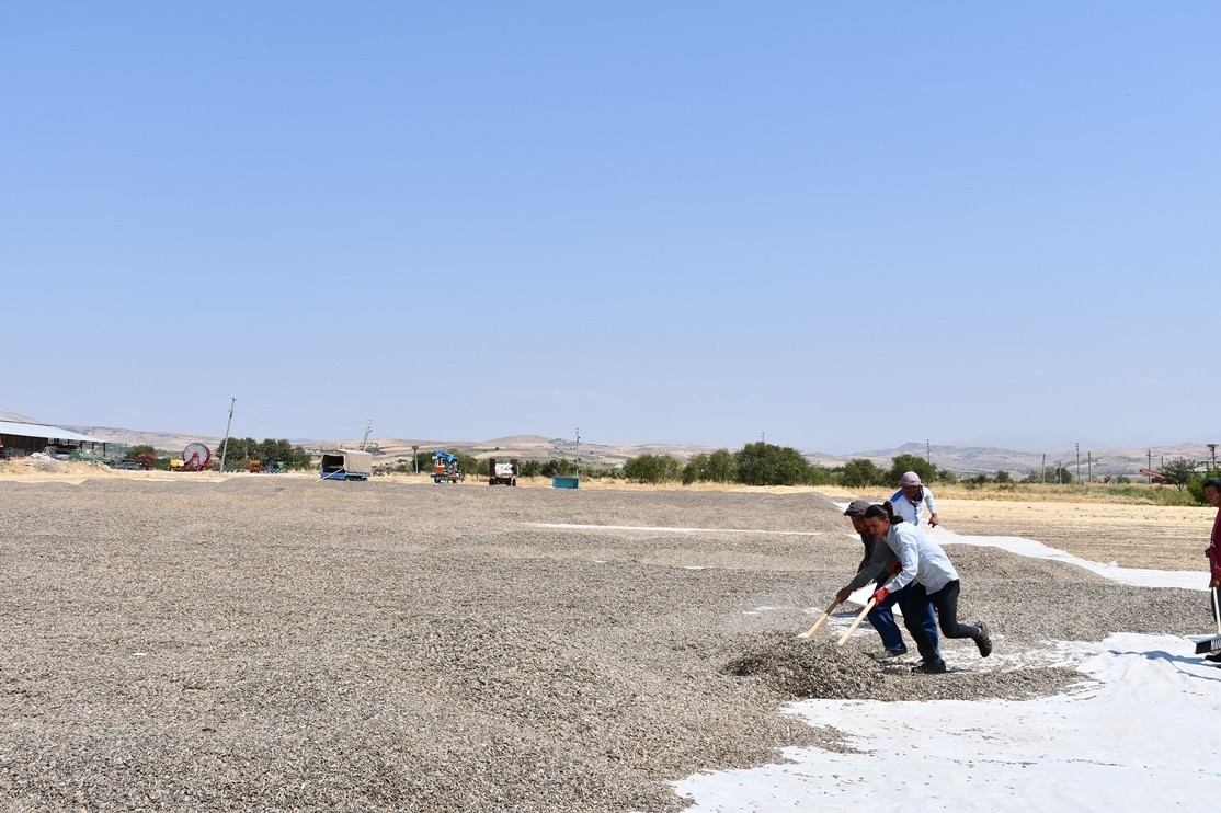 Tunceli’de ürün hasadı çiftçilerin yüzünü güldürdü