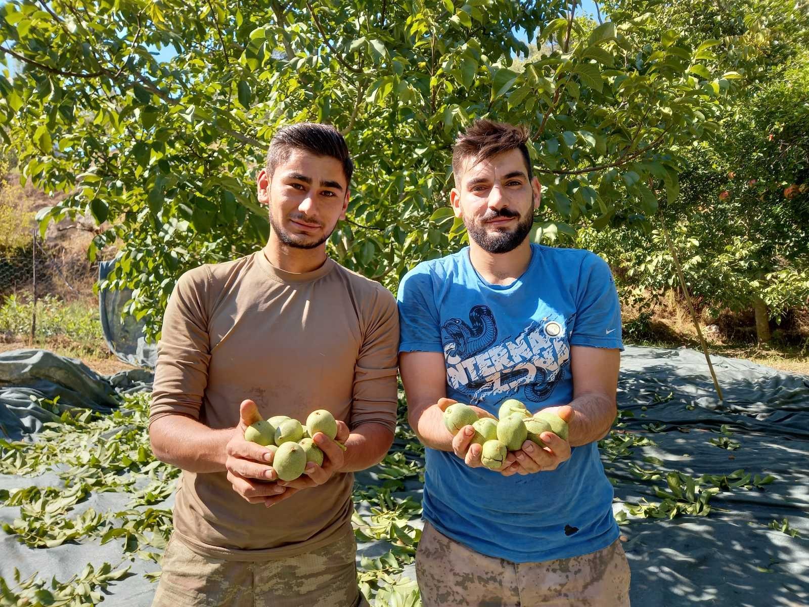 Aydın’da ceviz hasadı başladı