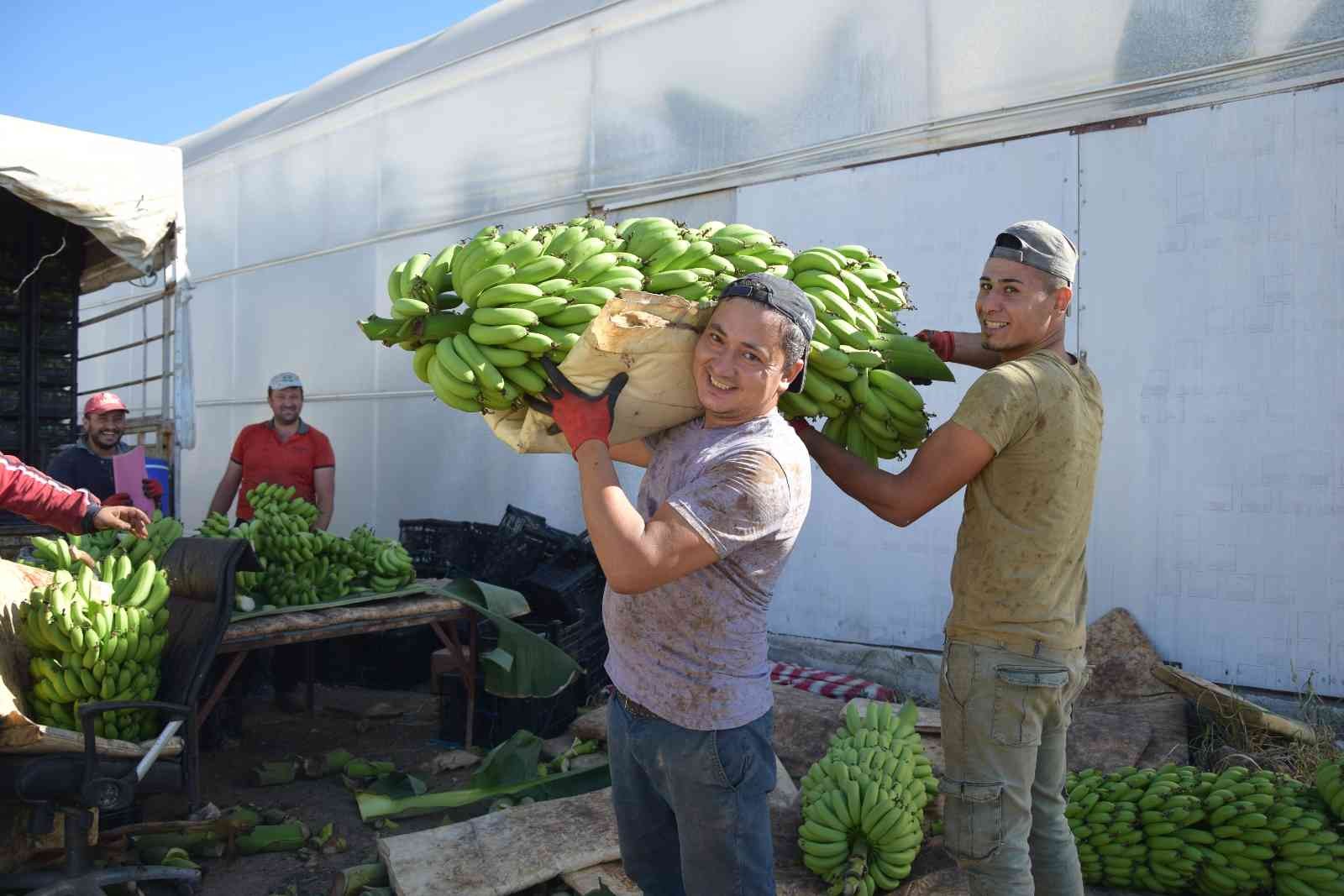 Muz seralarında yeni hasat başladı, rekolte artınca fiyat düştü
