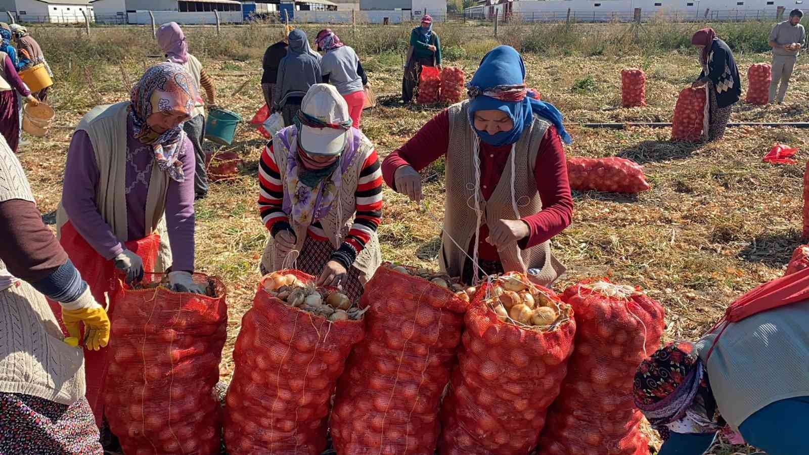 (ÖZEL) Hasadı başlayan kuru soğan alım fiyatı ile üreticiyi mutlu etmedi