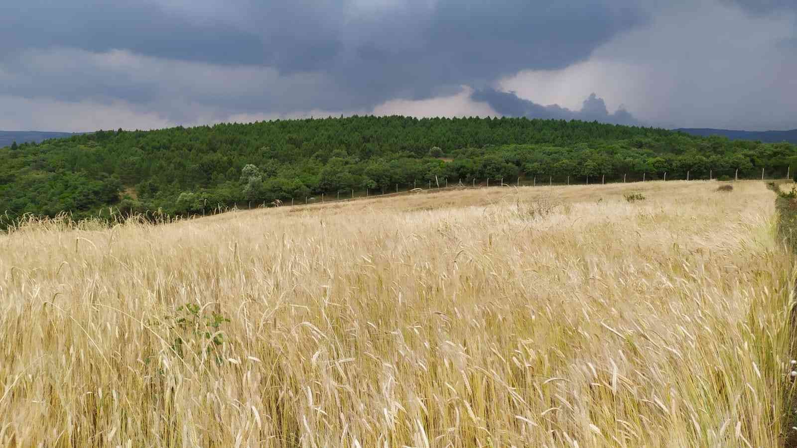 Siyez buğdayında hasat bereketi