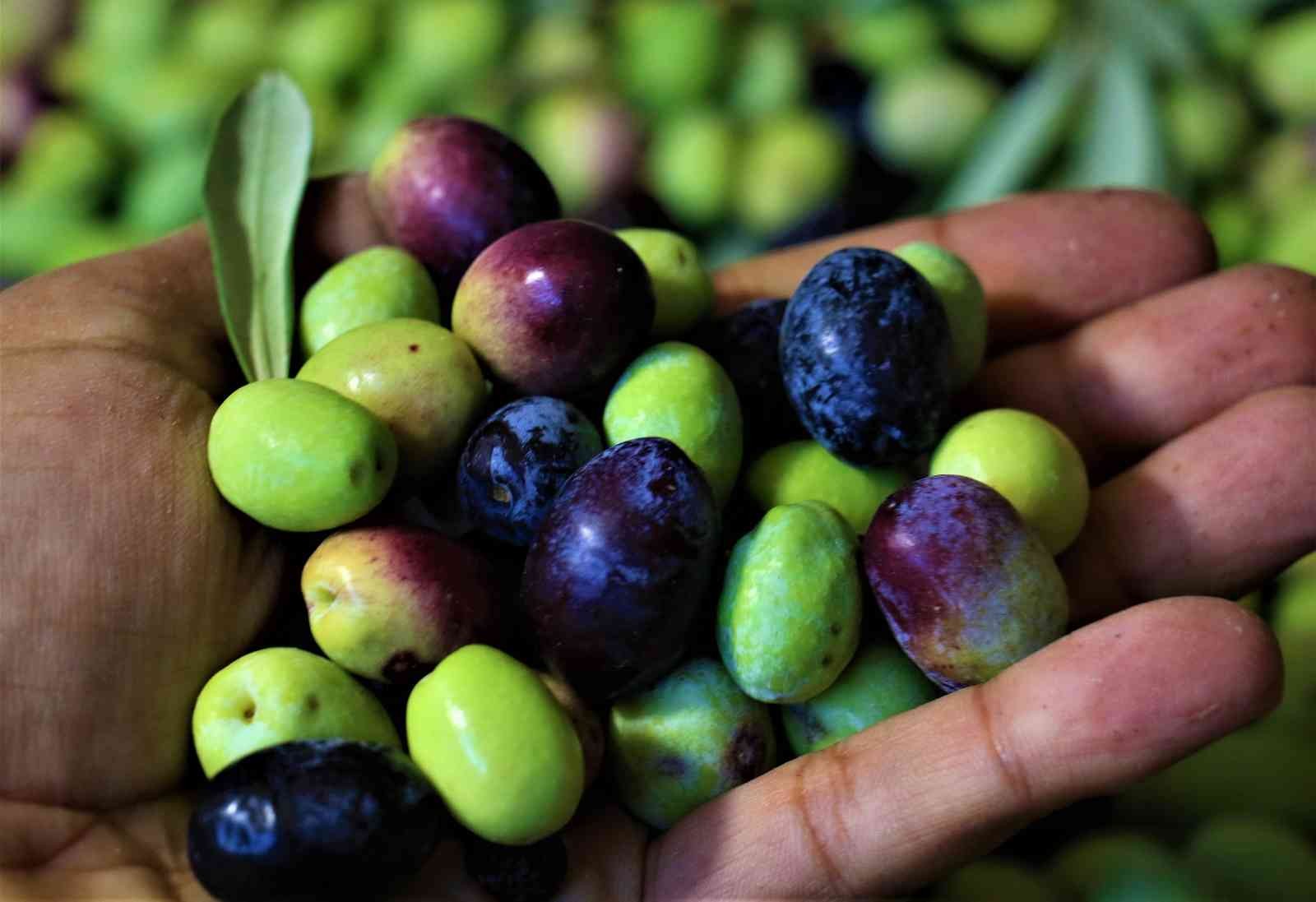 Tescille önü açılan Mut zeytinyağı Avrupa’ya ihraç edilmeye başlandı