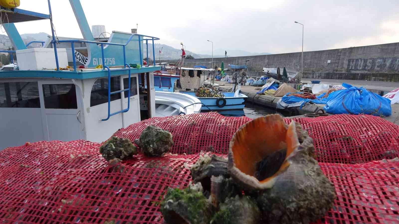 Palamut olmayınca deniz salyangozuna yöneldiler
