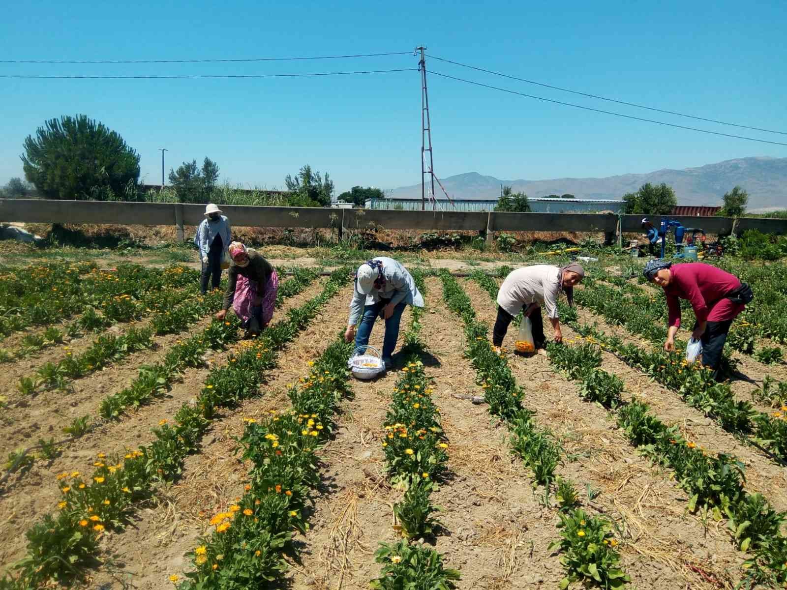 250 kadın yılda 4 milyon lira gelir elde ediyor