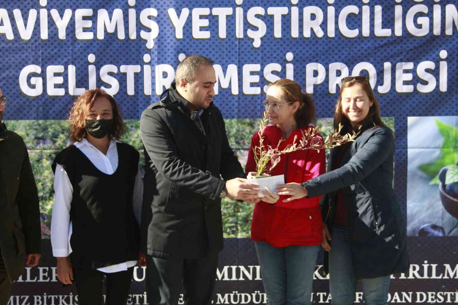 Bursa’da üreticilere "mavi yemiş" fidanı dağıtıldı