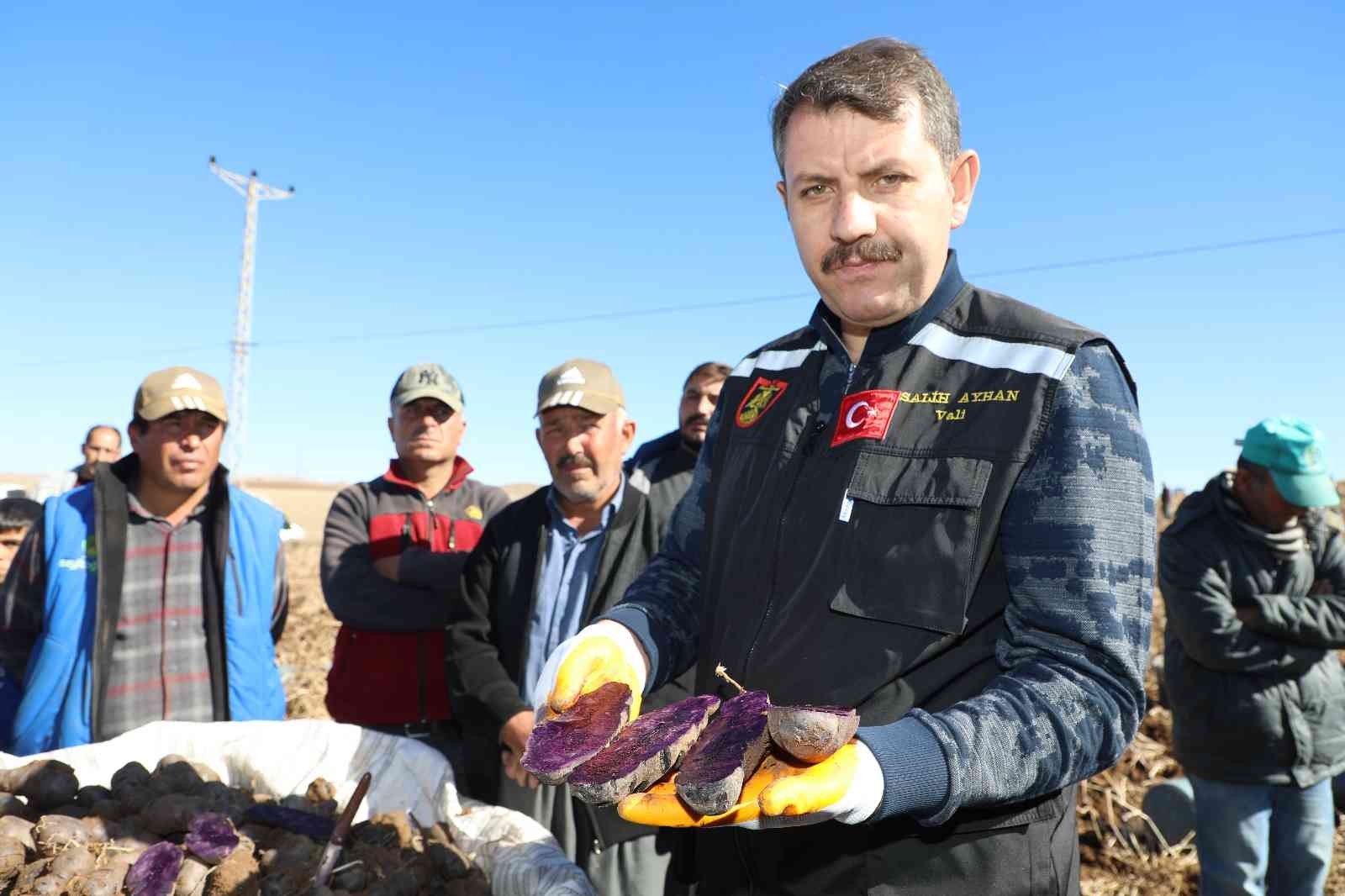 30 dekar tarlada üretildi, tüm Türkiye’nin ihtiyacı karşılanıyor