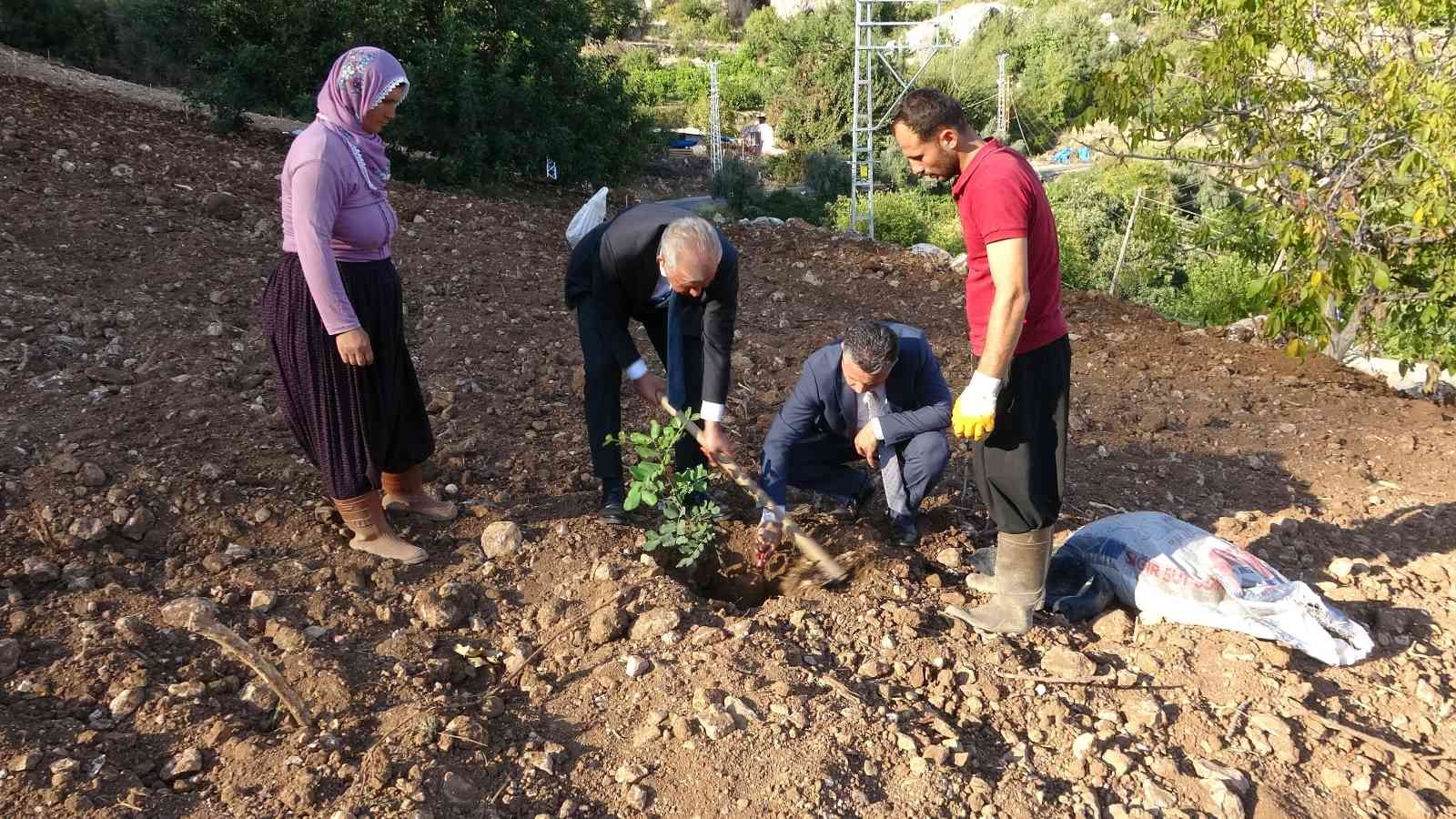 Şifa kaynağı olacak keçiboynuzu fidanları toprakla buluştu
