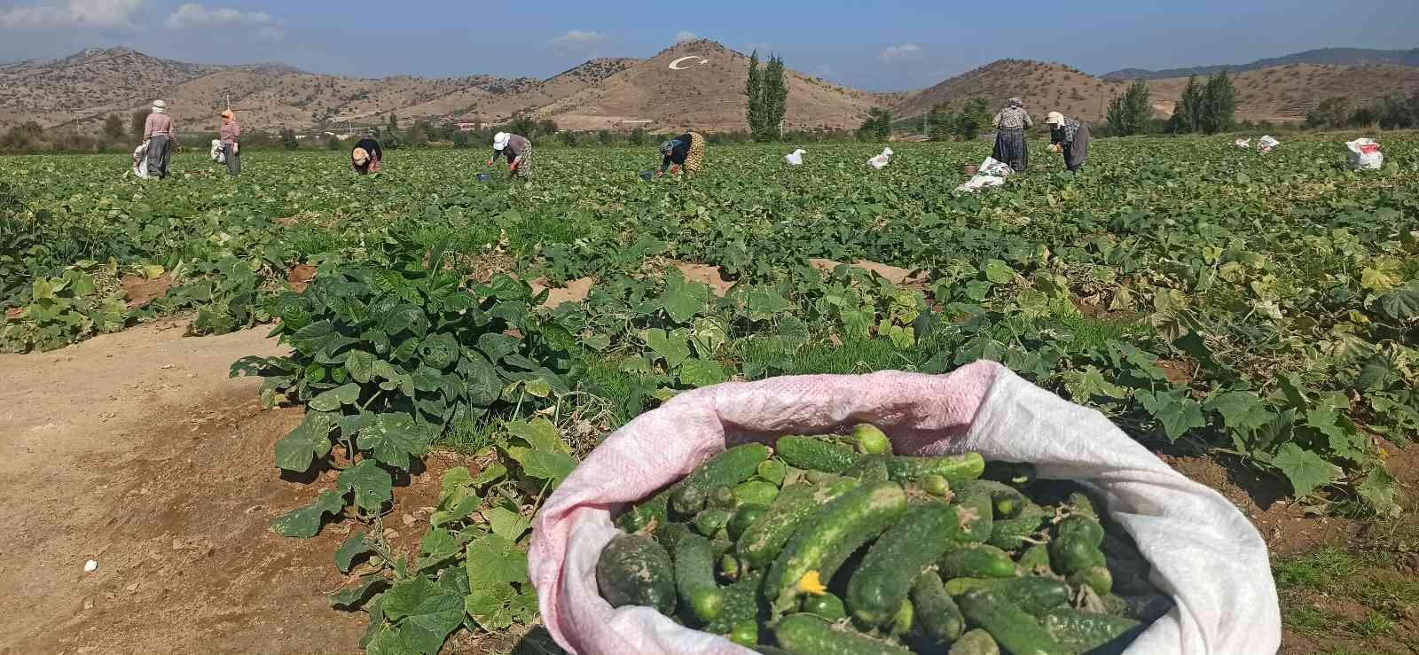 İzmir’de salatalık üreticileri dertli