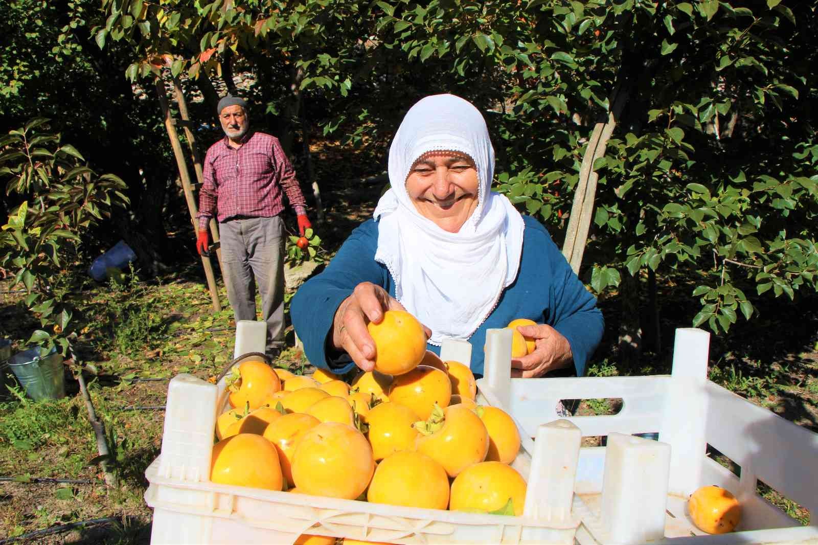 Elma diyarı Amasya’nın ‘yeni sarı altını’ cennet hurması