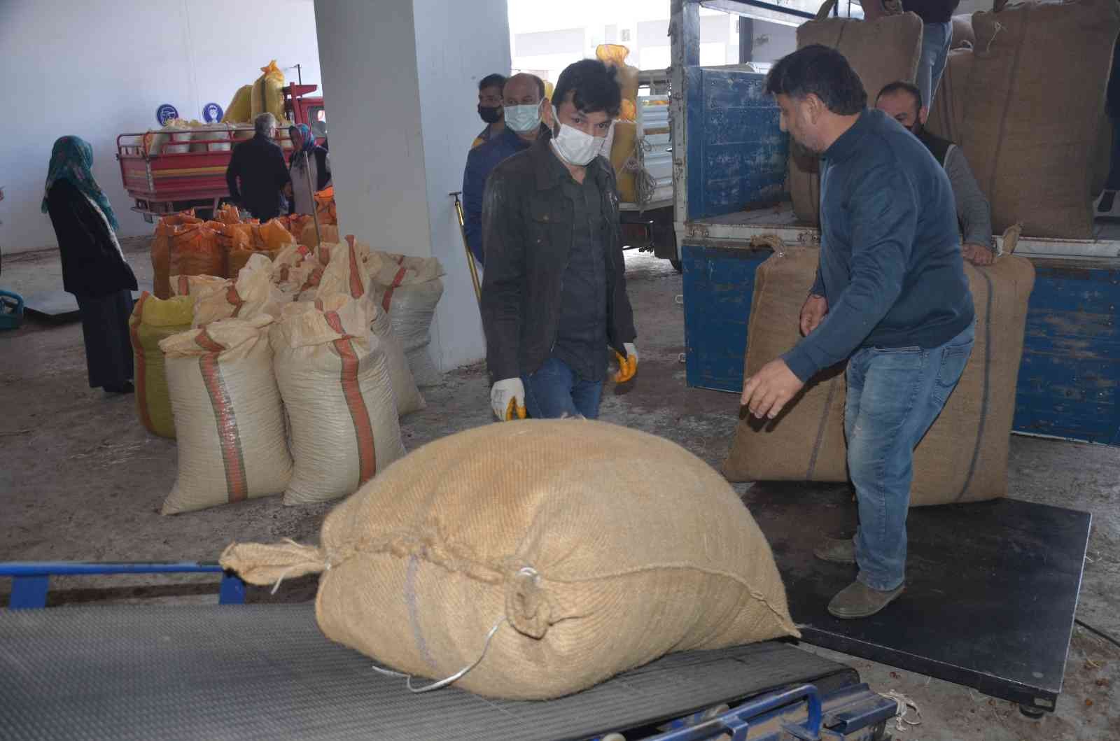 Ordu’da fındık üreticilerinin TMO’ya talebi artıyor