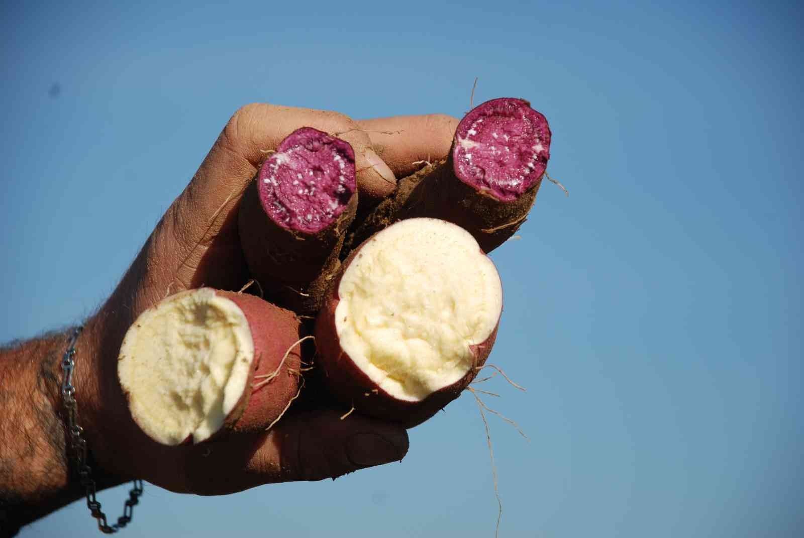 Renk renk "tatlı patates"te hasat zamanı