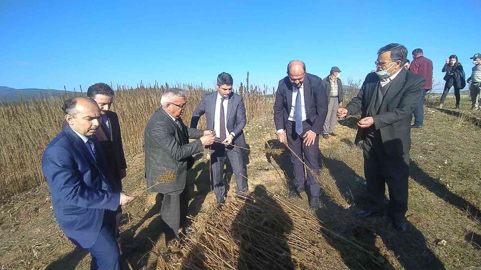 Kastamonu’da kenevir sökümü devam ediyor