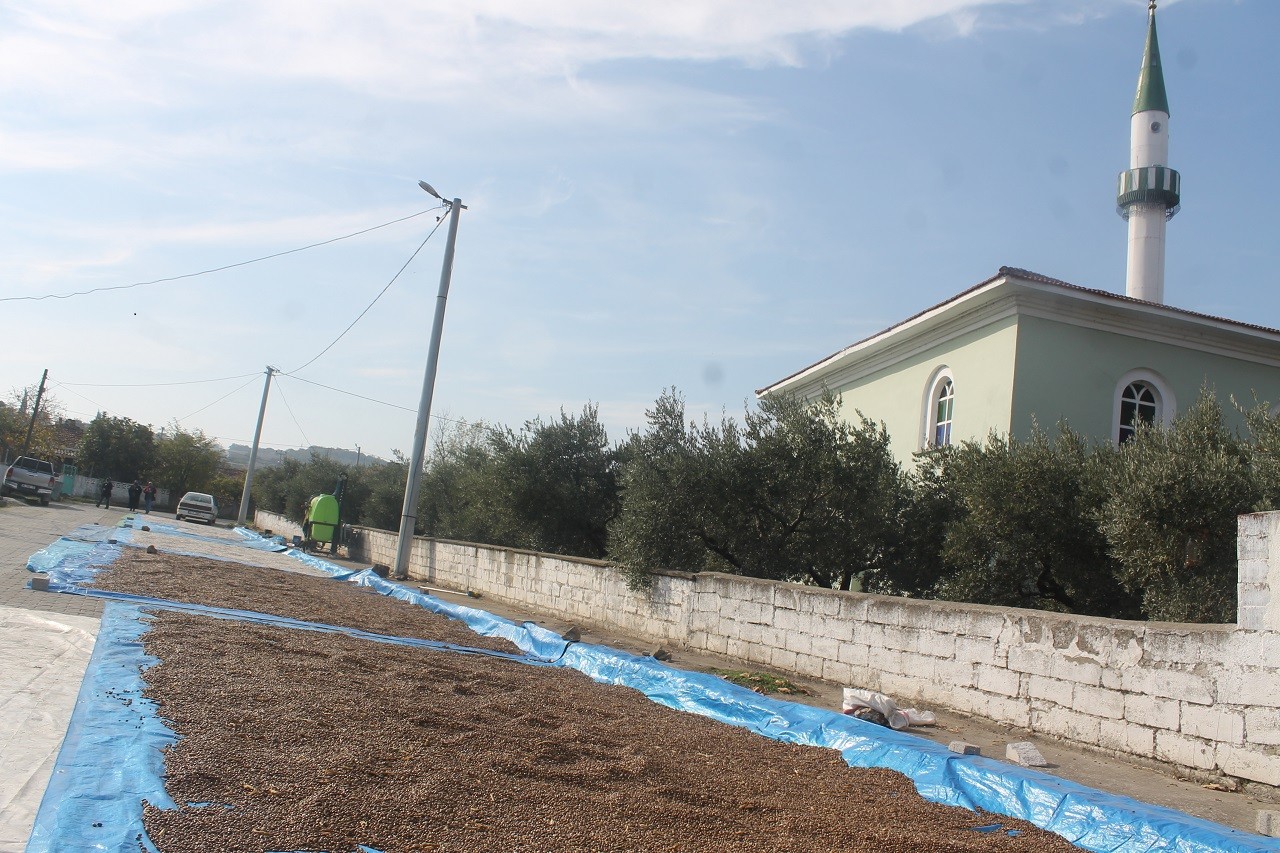 Güneşli havaları fırsat bilen üreticiler, fasulyeleri cadde ve sokaklarda kurutuyor