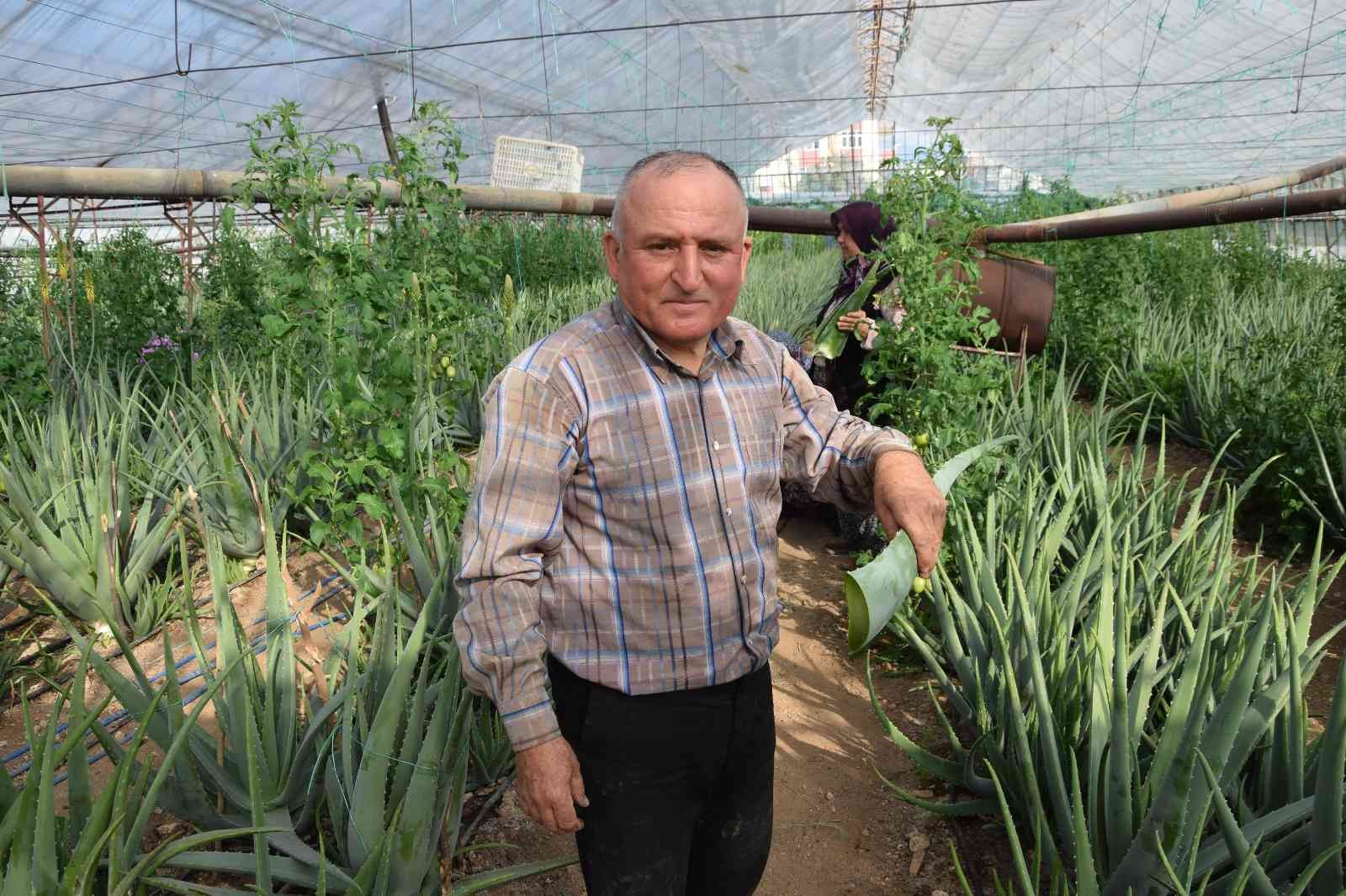 Sebzeden yeterli parayı kazanamayınca serasında aloe veraya yöneldi
