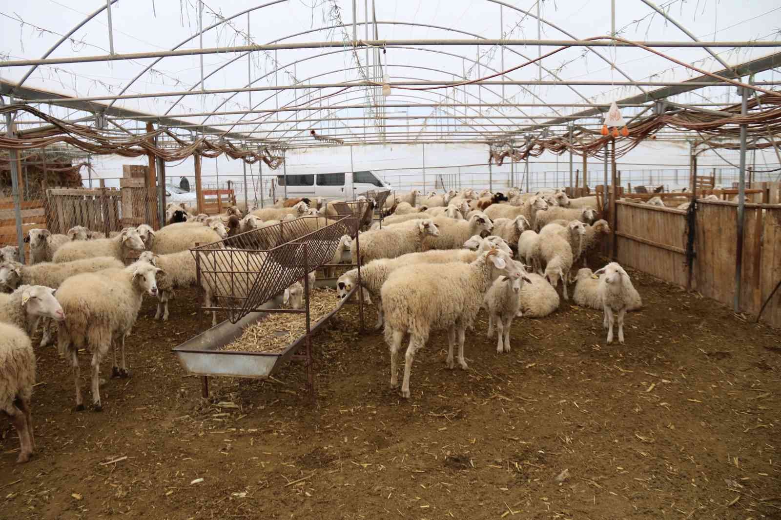 (ÖZEL) Bu yöntemle gübre bedava
