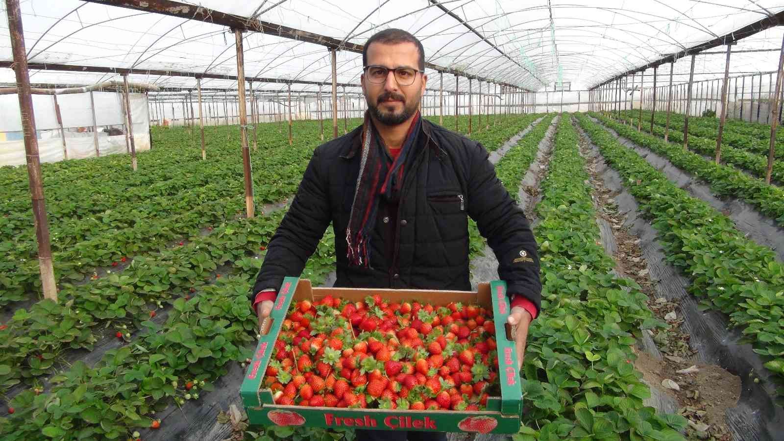 Kış ortasında hasat edilen çileğin kilosu 22 liradan satılıyor