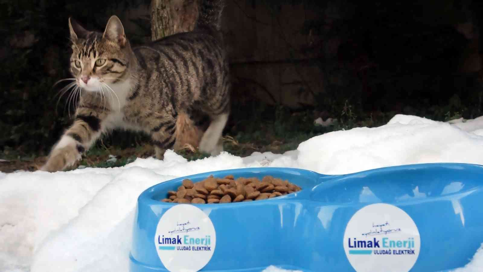 Limak, sokak hayvanlarını kara kışta unutmadı