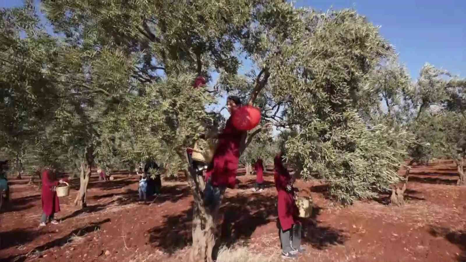 Hatay’dan zeytin ve zeytinyağı 2021 yılı ihracatı 31 milyon dolar oldu
