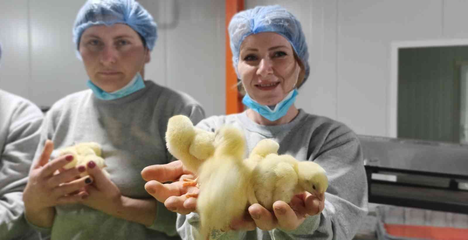 (Özel) Türk civcivi Gürcistan’dan dünyaya yayılıyor