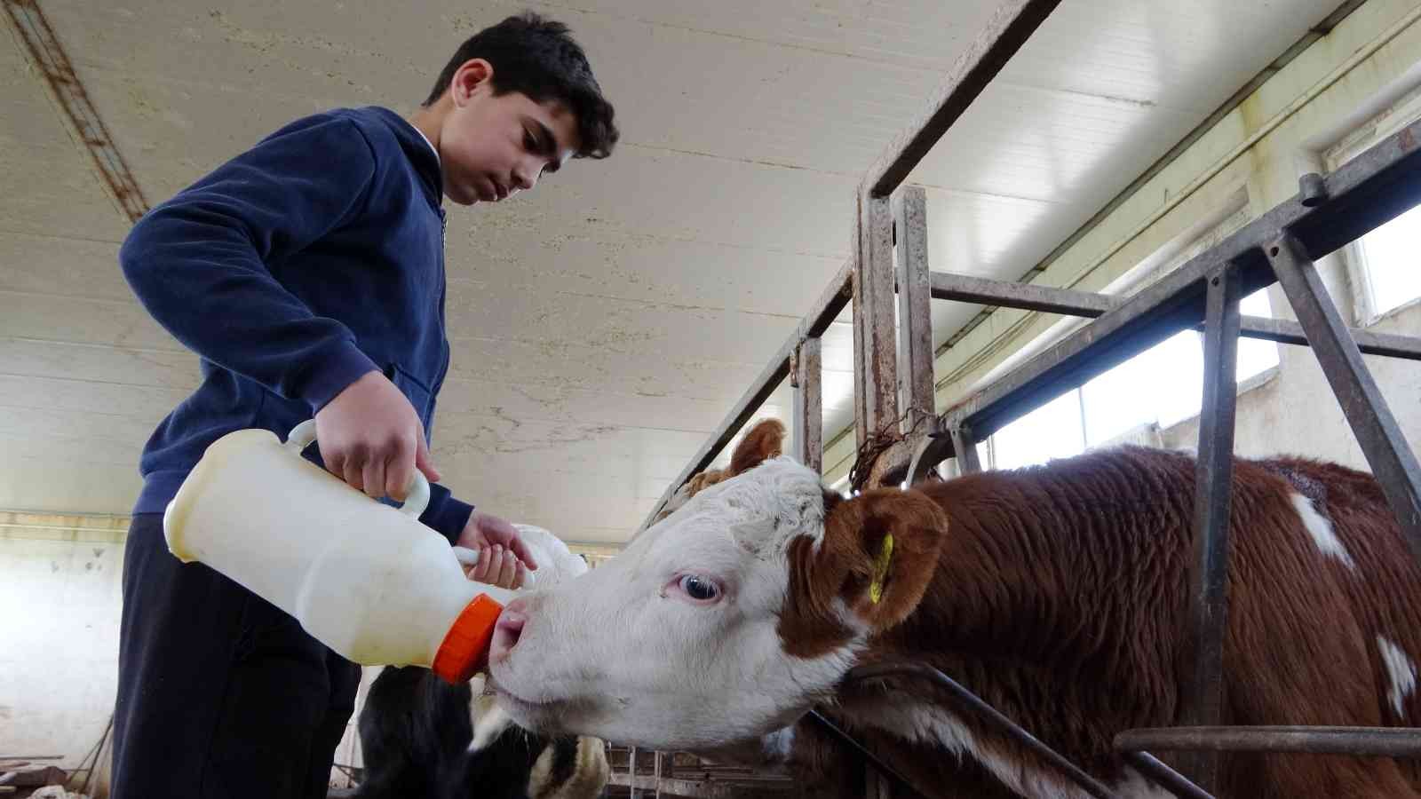 Muş’ta 115 bin buzağı doğumu bekleniyor