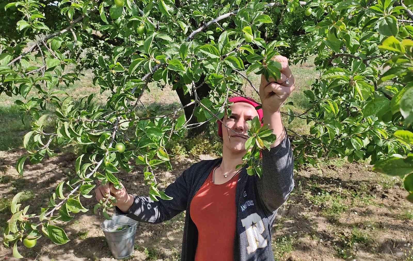 Manisa’da "Dumanlı Papaz Eriği" hasadı başladı