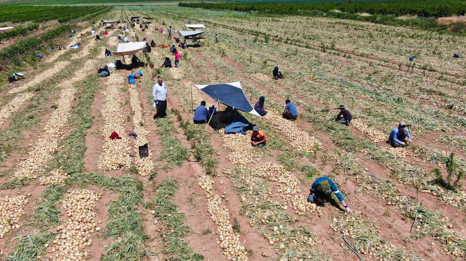 Soğan çiftçinin yüzünü güldürüyor