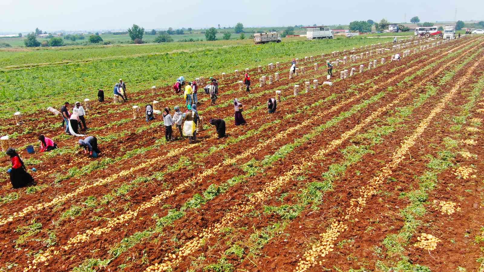 Patates üreticisinin yüzünü güldürdü
